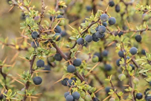 Berry Prints: South America, Chile, Patagonia. Calafate berries