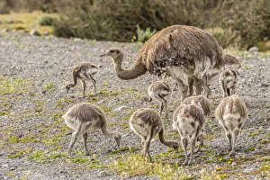 Images Dated 3rd January 2017: South America, Chile, Patagonia. Male rhea and chicks