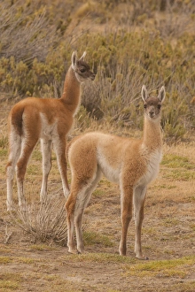 Cathy Gordon Illg Prints: South America, Chile, Patagonia, Tierra del Fuego