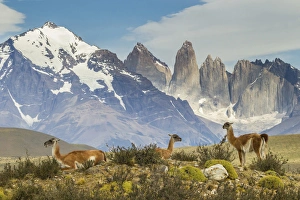 Images Dated 29th January 2015: South America, Chile, Patagonia, Torres del Paine
