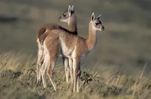 South America, Chile, Patagonia Torres del Paine National Park Guanaco (Lama
