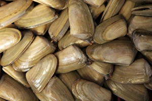 Heap Prints: South America, Chile, Puerto Montt. Fresh Clams