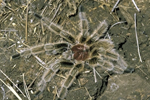 Spider Prints: South America, Chile, Sanitago, Andes Mountain Range. Chilean Tarantula (Grammostola sp)