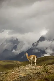 Images Dated 2nd February 2008: South America, Chile, Torres del Paine National Park. A Guanaco spotlighted by the sun