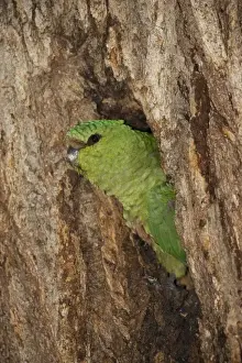 Images Dated 3rd February 2008: South America, Chile, Torres del Paine National Park. An Austral Parakeet looks out