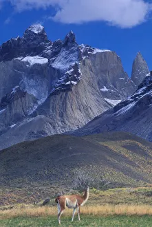 Lama Guanicoe Prints: South America, Chile, Torres Del Paine NP, Guanaco (Lama guanicoe)