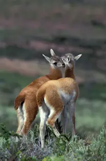 Images Dated 11th February 2005: South America, Chile, Torres del Paine NP Guanaco (Lama guanicoe)