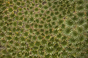 Images Dated 14th April 2007: South America, Ecuador. Alpine suculent plants, Cajas National Park (Parque Nacional El Cajas)