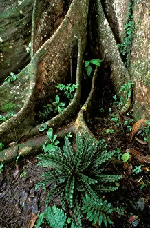 South America, Ecuador, Amazon. Buttress Root (Ficus sp)