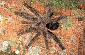 Images Dated 11th May 2006: South America, Ecuador, Amazon. Tarantula (Theraphosidae)