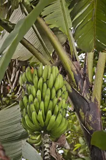 Banana Prints: South America, Ecuador. Bananas growing wild in a cloud forest