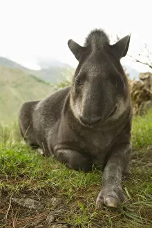 Images Dated 17th April 2007: South America, Ecuador, Banos, tapir in Ecozoologico San Martin