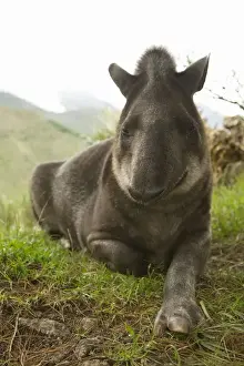 South America, Ecuador, Banos, tapir in Ecozoologico San Martin
