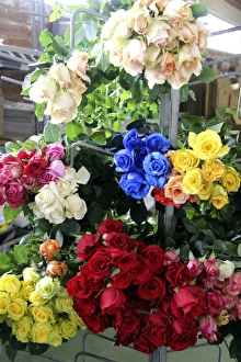South America, Ecuador, Cayambe. Assorted fresh rose bouquets