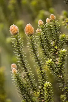 South America, Ecuador. Chuquirahua thistle (member of aster family)