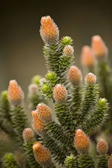 High Elevation Prints: South America, Ecuador. Chuquirahua thistle (member of aster family)
