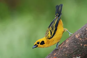 Cloud Forest Prints: South America, Ecuador. Cloud Forest, golden tanager