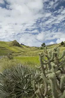 Cotapaxi Prints: South America, Ecuador, fields and mountains near Zumbahua