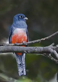 Frontal Prints: South America, Ecuador. Frontal view of blue-crowned trogon on branch in the Napo Wildlife Center