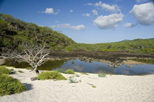 Images Dated 1st March 2009: South America, Ecuador, Galapagos