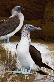 South America, Ecuador, Galapagos. Isabela Island, Tagus Cove. Blue-footed Booby (WILD