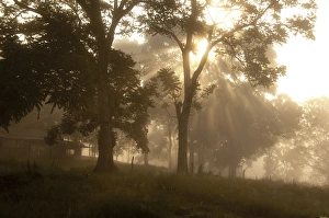 Images Dated 6th March 2009: South America, Ecuador, Galapagos, Santa Cruz. Early morning sunbeams through highland