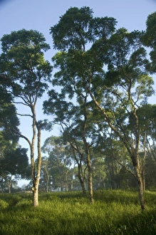 Santa Cruz Prints: South America, Ecuador, Galapagos, Santa Cruz. Typical highland forest with early