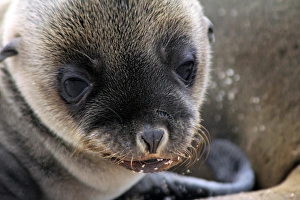 South America, Ecuador, Galapagos, North Seymour Island. Galapagos Sea Lion Pup