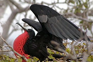 South America, Ecuador, Galapagos, North Seymour Island. Magnificent Frigate Bird