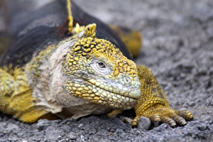Images Dated 2000 January 1 Jan 2000: South America, Ecuador, Galapagos, South Plaza Island. Land Iguana