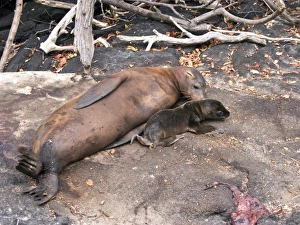 Subspecies Prints: South America, Ecuador, Galapagos Is. Galapagos Sea Lion, newly born pup, placenta