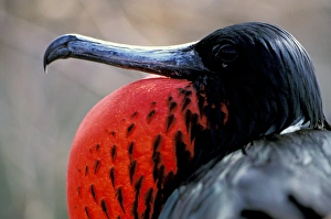 South America, Ecuador, Galapagos Islands. Magnificent Frigatebird (Fregata magnificens)