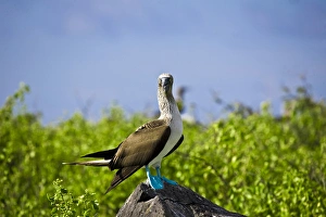 South America, Ecuador, Galapagos Islands, a blue-footed boobies (Sula nebouxi) perched