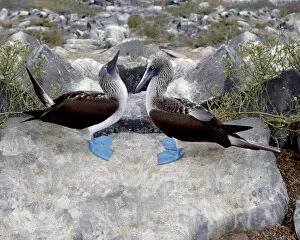 Images Dated 13th August 2007: South America, Ecuador, Galapagos Islands. Blue-footed boobies in skypointing display