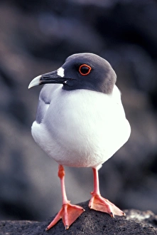 Images Dated 20th April 2006: South America, Ecuador, Galapagos Islands. Swallow tailed gull (Creasrus furcatus)