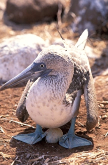 Images Dated 20th April 2006: South America, Ecuador, Galapagos Islands. Blue footed booby (Sula nebouxii)