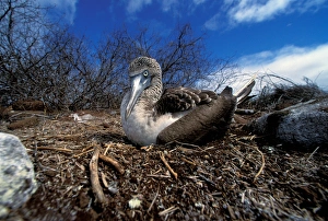 Images Dated 20th April 2006: South America, Ecuador, Galapagos Islands. Blue footed booby (Sula nebouxii)