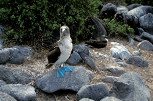 South America, Ecuador, Galapagos Islands. Blue footed booby (Sula nebouxii)