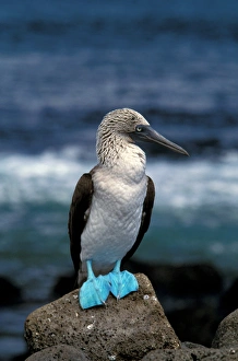 Images Dated 20th April 2006: South America, Ecuador, Galapagos Islands. Blue footed booby (Sula nebouxii)