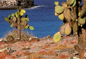 South America, Ecuador, Galapagos Islands. Prickly Pear Cactus (Opuntia cactaceae)