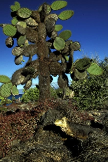 Images Dated 30th August 2007: South America, Ecuador, Galapagos Islands. Land Iguana (Conolophus subcristatus)