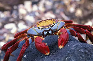 Images Dated 23rd February 2006: South America, Ecuador, Galapagos Islands. Sally Lightfoot Crab (Graspus graspus)