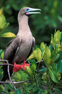 Images Dated 23rd February 2006: South America, Ecuador, Galapagos Islands, Sula Sula. Red Footed Boobie