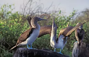 Images Dated 23rd February 2006: South America, Ecuador, Galapagos Islands. Blue Footed Boobies (Sula nebouxii)