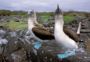 Images Dated 23rd February 2006: South America, Ecuador, Galapagos Islands, Hood Island. Blue Footed Boobies (Sula