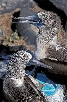 Images Dated 23rd February 2006: South America, Ecuador, Galapagos Islands. Blue Footed Boobies (Sula nebouxii)