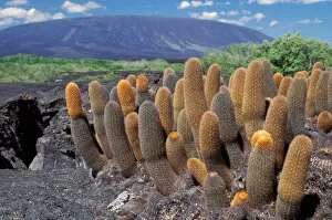 Images Dated 23rd February 2006: South America, Ecuador, Galapagos Islands, Fernandina Island. Cactus (Brachycereus