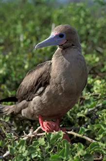 Images Dated 23rd February 2006: South America, Ecuador, Galapagos Islands. Red Footed Booby (Sula sula)