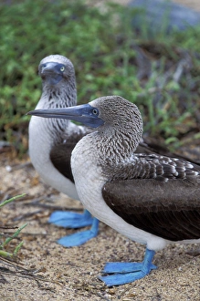 South America, Ecuador, Galapagos Islands, Plaza Island Blue-footed Booby