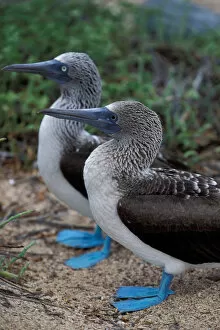 Images Dated 14th June 2005: South America, Ecuador, Galapagos Islands blue-footed boobies (Sula nebouxi)